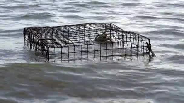 Broomes Island Maryland États Unis Pièges Crabes Marée Basse Dans — Video
