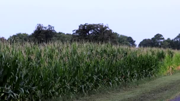 Piney Point Меріленд Сша Сільська Сцена Кукурудзяними Полями Сільською Дорогою — стокове відео