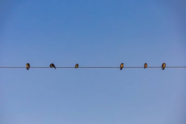 Piney Point, Maryland, ABD Birds bir telefon hattına tünedi.