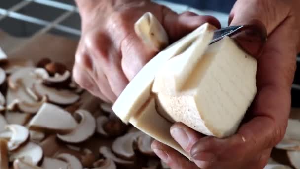Uma Mulher Corta Cogumelos Karl Johan Recém Colhidos Para Secar — Vídeo de Stock