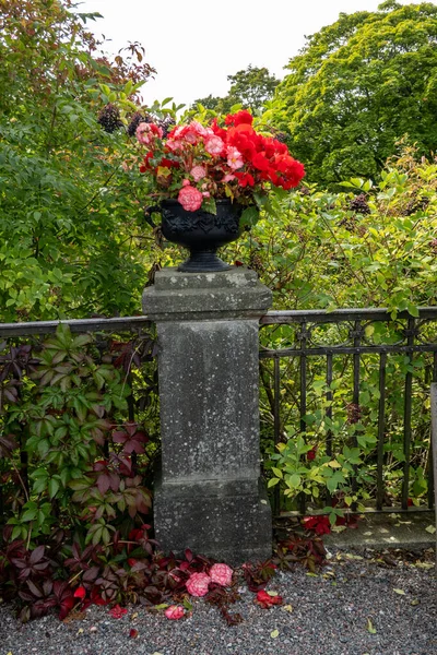Sztokholm Szwecja Garnek Kwiatów Geranium Parku Spadających Płatków — Zdjęcie stockowe