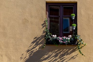 Stockholm, İsveç Pencere kenarında büyüyen bitkiler ve binanın ön cephesinde gölgeler. 