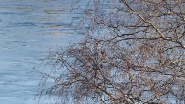 Rovaniemi Finlandia Widok Płynącą Rzekę Kemijoki Najdłuższą Rzekę Finlandii — Wideo stockowe