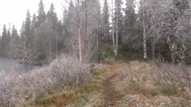 Torvinen, Finlandiya Küçük bir gölün yanında donmuş ve puslu bir manzara