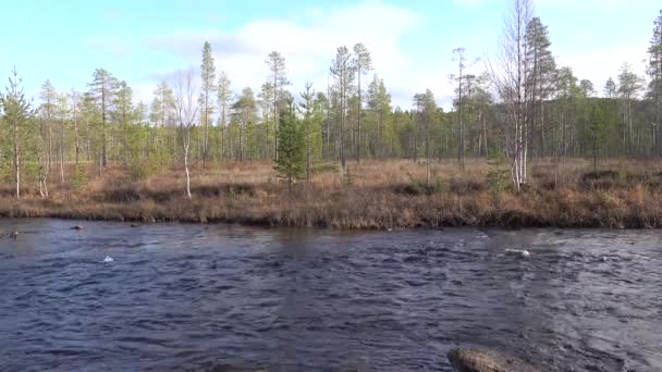 Inari Finlande Une Petite Rivière Traverse Toundra Arctique Laponie Finlandaise — Video