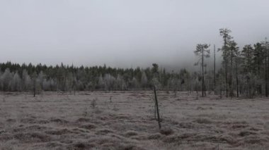 Saariselka, Finlandiya kışın tundra manzarasında donmuş ve donmuş çam ağaçları.