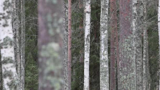 Inari Finlandiya Laponya Huş Ağacı Çam Ormanı Manzarası — Stok video