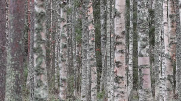 Inari Φινλανδία Άποψη Ενός Δάσους Σημύδας Και Πεύκου Στη Φινλανδική — Αρχείο Βίντεο