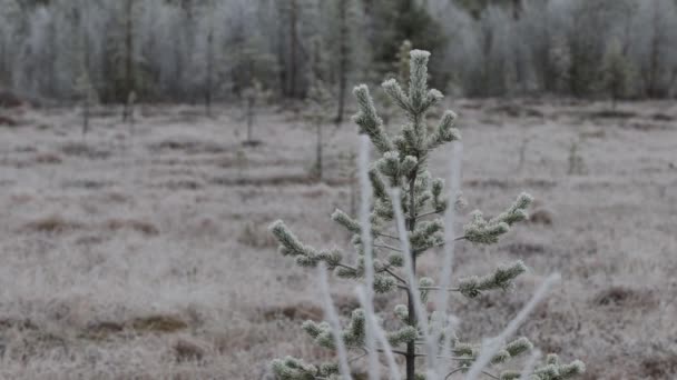 芬兰Saariselka冬季在冻土带地带结冰结霜的松树 — 图库视频影像