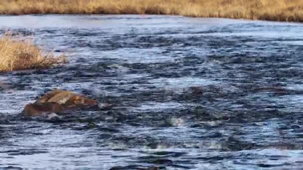 Inari Φινλανδία Ένας Μικρός Ποταμός Διασχίζει Την Αρκτική Τούνδρα Στη — Αρχείο Βίντεο