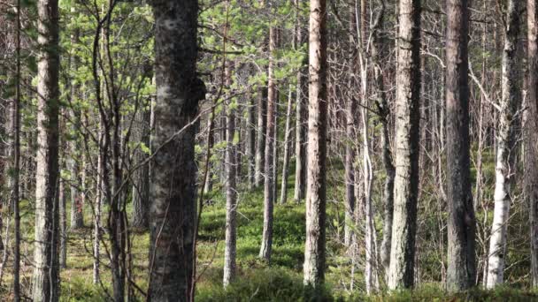 Inari Finlandiya Laponya Huş Ağacı Çam Ormanı Manzarası — Stok video