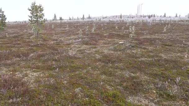 Saariselka Finlandiya Kışın Bir Tepenin Tepesinde Donmuş Donmuş Çam Ağaçları — Stok video