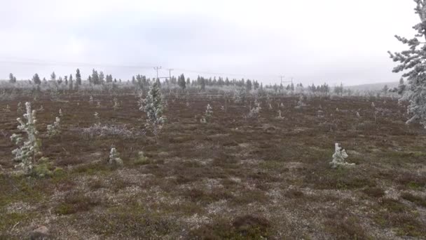 Saariselka Finlandia Pinos Congelados Escarchados Paisaje Tundra Cima Una Colina — Vídeos de Stock
