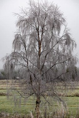 Torvinen, Finlandiya Kırsal alanda buzlu bir ağaç.