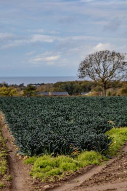Adi herif, İsveç kara lahana tarlasında yetişiyor..