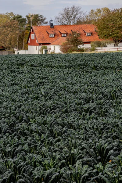 Bastad, Sweden Black kale growing in a field.