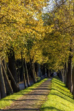 Rotterdam, Hollanda, Het Park 'ta güzel ve güneşli bir patika..