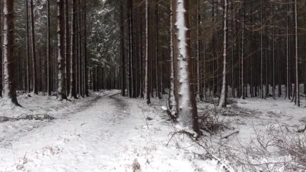 Lund Švédsko Sníh Pokrývá Borovice Lese Silné Sněhové Bouři — Stock video