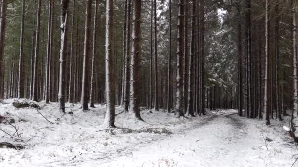 Lund Σουηδία Χιόνι Καλύπτει Πεύκα Ένα Δάσος Μετά Από Μια — Αρχείο Βίντεο