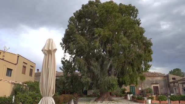 Scopello Sicilien Italien Ett Cypressträ Som Blåser Vinden — Stockvideo