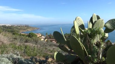 Sciacca, Sicilya, İtalya Akdeniz 'in üzerindeki bir tepede büyüyen bir kaktüs.