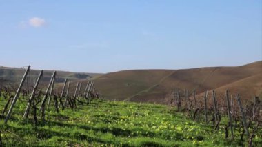 Palermo, Sicilya, İtalya üzümleri kışın güzel bir arazide yetişir.. 