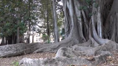 Palermo, Sicilya, İtalya 'da Giardino Garibaldi' de yetişen büyük Ficus Macrophylla ağacı İtalya 'nın en eski ağacıdır.. 