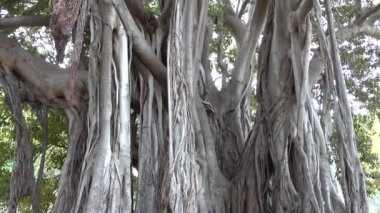 Palermo, Sicilya, İtalya 'da Giardino Garibaldi' de yetişen büyük Ficus Macrophylla ağacı İtalya 'nın en eski ağacıdır.. 