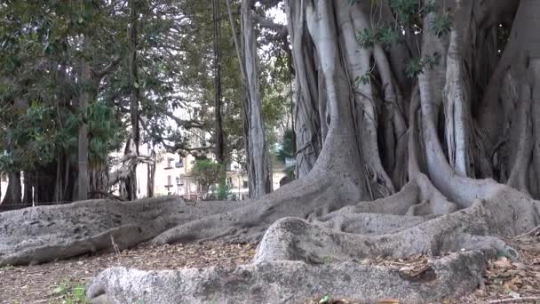 Palermo Sicilia Italia Gran Árbol Ficus Macrophylla Que Crece Giardino — Vídeos de Stock