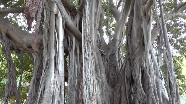 Palermo Szicília Olaszország Város Giardino Garibaldi Jában Növő Nagy Ficus — Stock videók