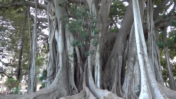 팔레르모 시칠리아 이탈리아 도시의 Giardino Garibaldi에서 자라는 Ficus Macrophylla 나무는 — 비디오