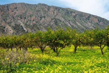Palermo, Sicilya, İtalya Portakal ağaçları portakal bahçesinde karahindiba tarlasında.