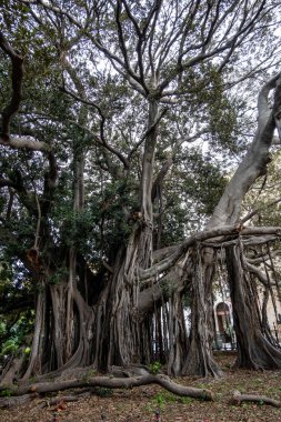 Palermo, Sicilya, İtalya 'da Giardino Garibaldi' de yetişen büyük Ficus Macrophylla ağacı İtalya 'nın en eski ağacıdır..