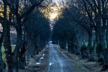Enkoping, İsveç Kış günbatımında ağaçlarla kaplı bir yol.