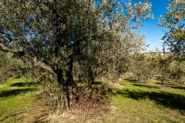 Salle, İtalya Gün ışığında bir zeytinlik.