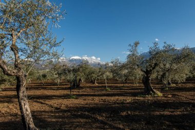 Salle, İtalya Gün ışığında bir zeytinlik.