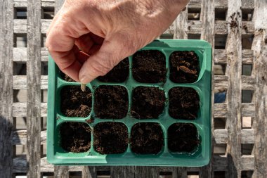 Stockholm, İsveç Baharda biber yetiştirmek için küçük plastik kutulara fidanlar eken bir kadın.