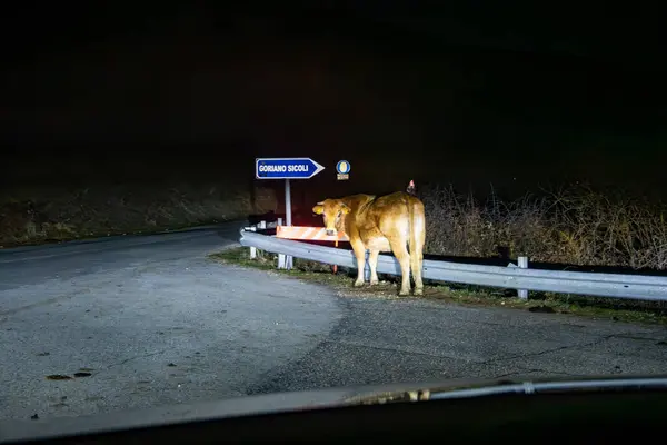 Goriano Sicoli Italy Free Range Wandering Cow Caught Headlights Car — Stock Photo, Image