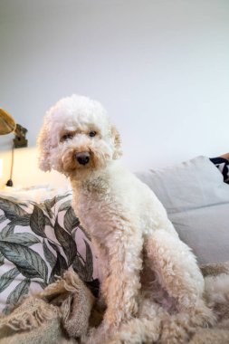 Kanepede oturan beyaz saçlı bir kaniş köpeği.