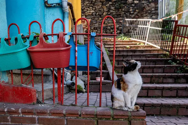 İstanbul, Türkiye 18 Mart 2024 Balat ilçesinde duvarda bir kedi oturuyor.