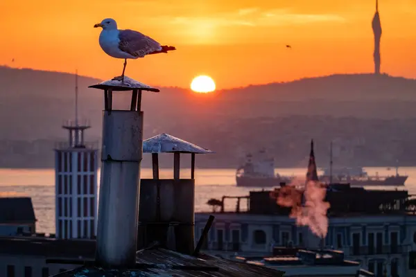 Istanbul Turkey Sunrise Skyline City Bosporus Seagull Camlica Tower — Stock Photo, Image