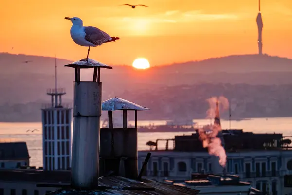 Istanbul Turkey Sunrise Skyline City Bosporus Seagull Camlica Tower — Stock Photo, Image