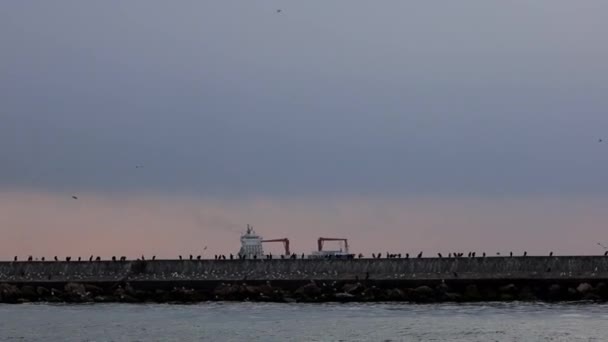 土耳其伊斯坦布尔 博斯普鲁斯海峡的防波堤 刮风的日子里有海鸥 还有货船的轮廓 — 图库视频影像