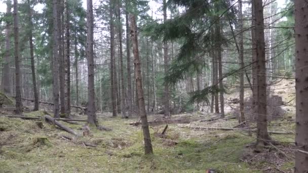 Stoccolma Svezia Veduta Una Lussureggiante Foresta Verde Con Muschio — Video Stock