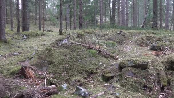 スウェーデンのストックホルム 緑豊かな森の景色 — ストック動画