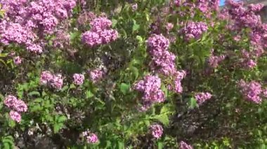Viyana, Avusturya Sireni veya bahar güneşinde leylak çiçekleri.