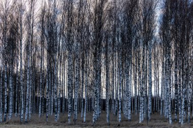 Vallentuna, İsveç Koyu meşum fırtına bulutlarıyla dolu bir tarlada bir huş ağacı standı.