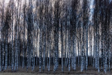 Vallentuna, Sweden A stand of birches  in a field with dark ominous storm clouds. clipart