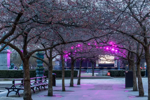 Estocolmo Suécia Flores Cereja Parque Kungstradgarden Manhã Eraly Fotos De Bancos De Imagens