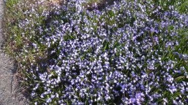 Stockholm, İsveç Mor Bahar Çiçekleri, Scilla Forbesii, Skarholmen etnik yerleşim bölgesinde bir parkta yetişiyor..